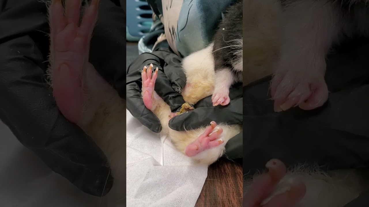 Guinea Pig Boar Perineal Sac Impaction