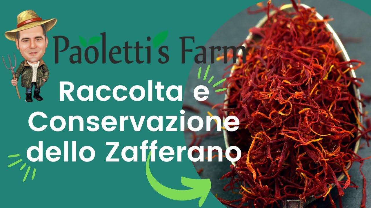 Come raccogliere e conservare lo zafferano