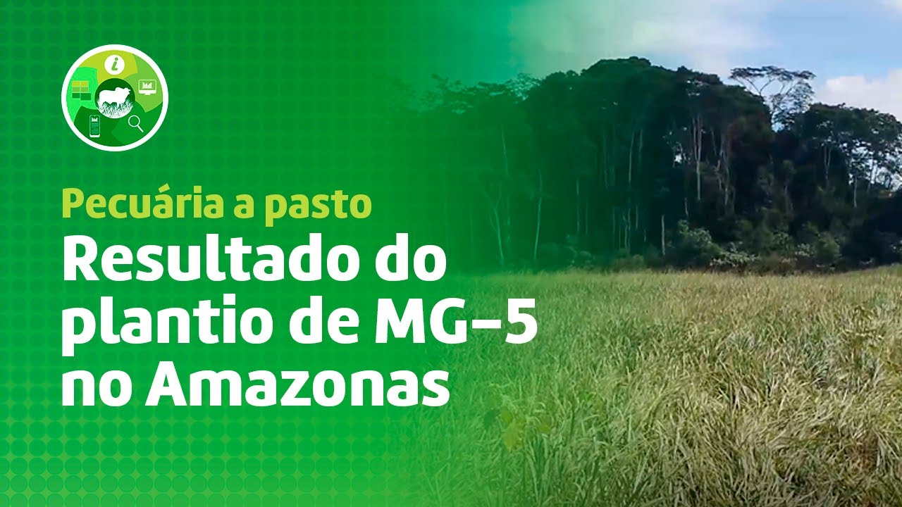 Semente MG5 promove boa cobertura de solo?