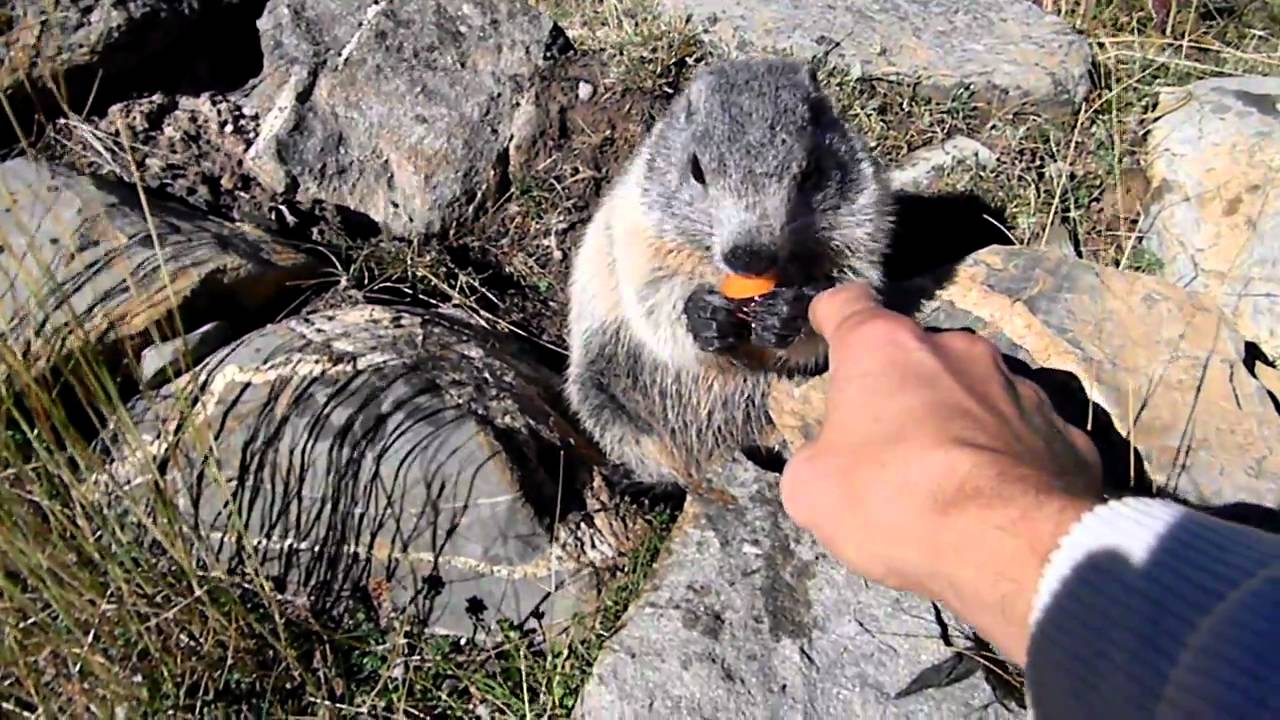 marmotte  divertenti