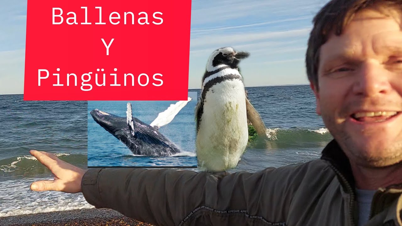 Ballenas en P. Madryn y pingüinos en Camarones 