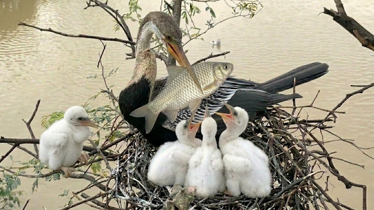 Anhinga Bird: 130 Days From Egg to Survivor | Hunts Like a Snake