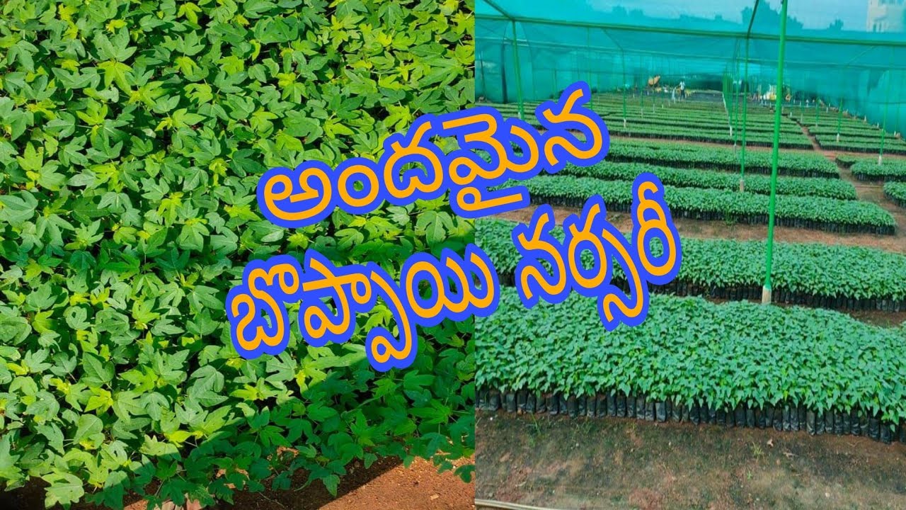 అందమైన బొప్పాయి నర్సరీ||papaya fruit nursery||prathyushacharan
