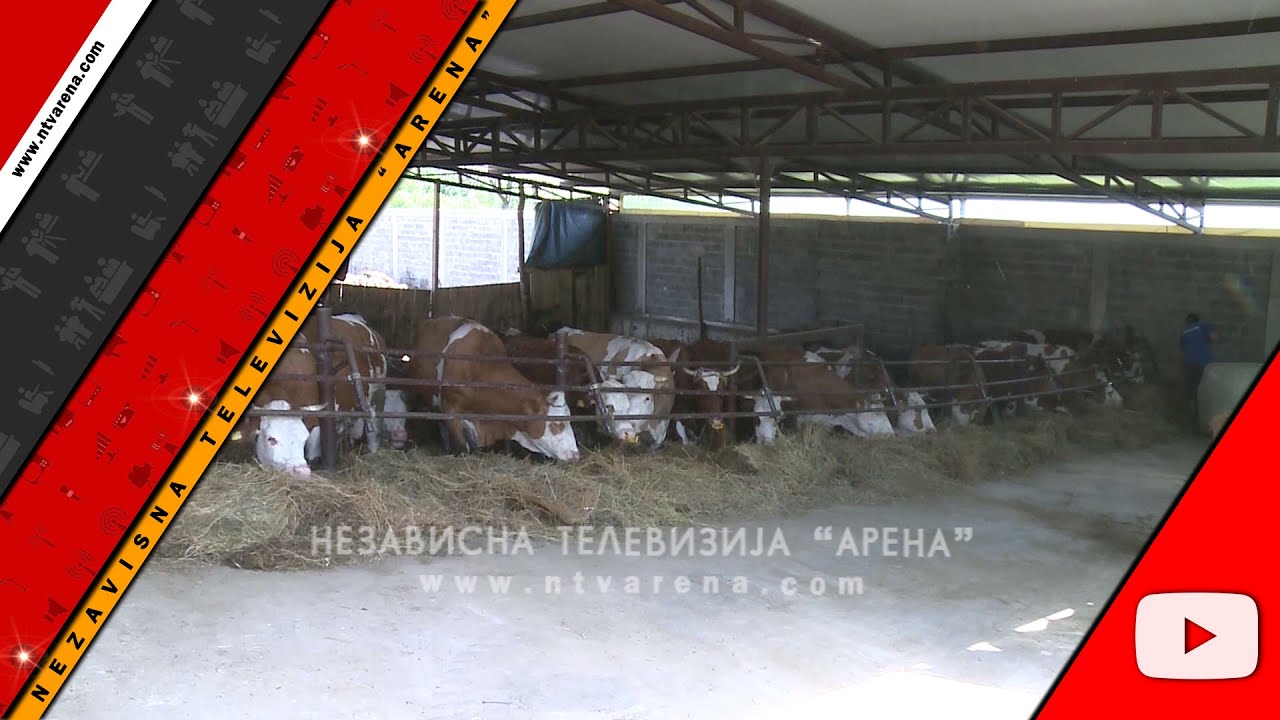 Farma Muminović sa 120 grla primjer dobrog rada