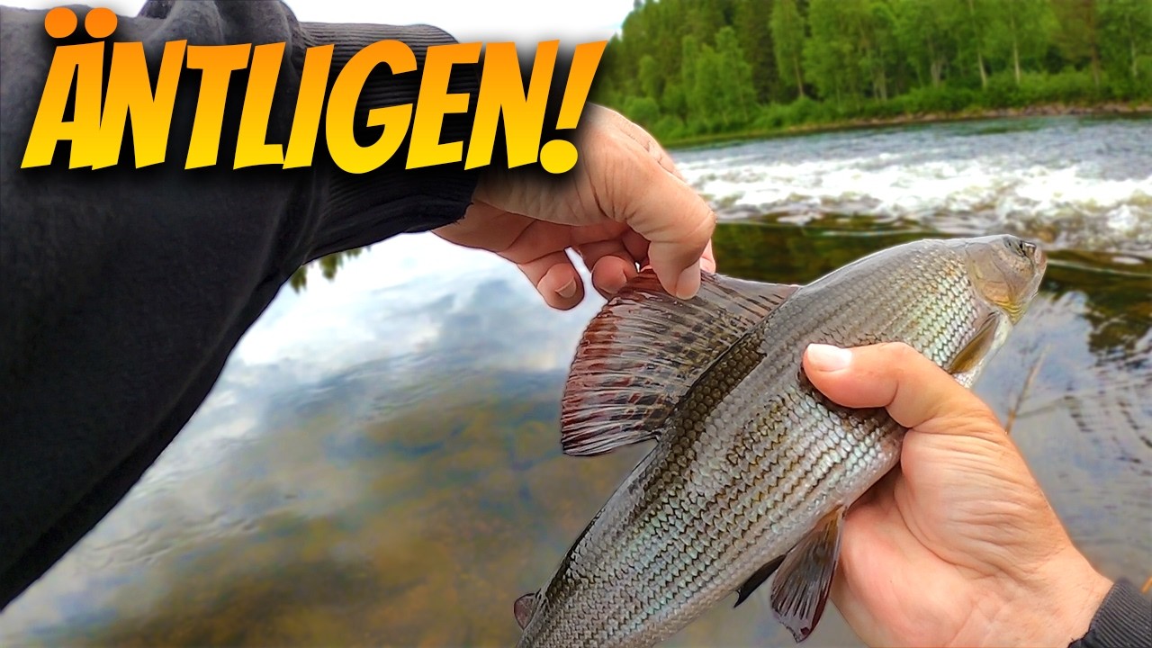 Lyckat Fiske efter Harr i Fjällen! | Fiskelycka