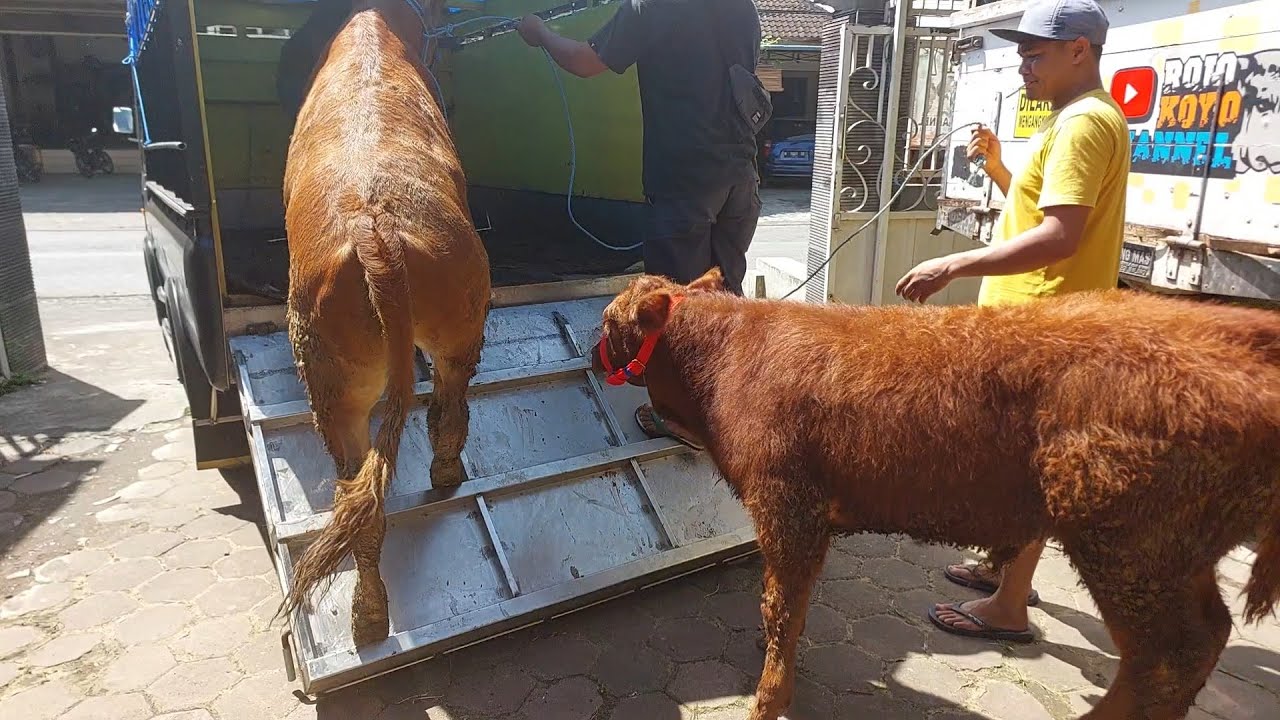 Pedet Nyeni, Laku saat belum selesai penurunan puluhan sapi