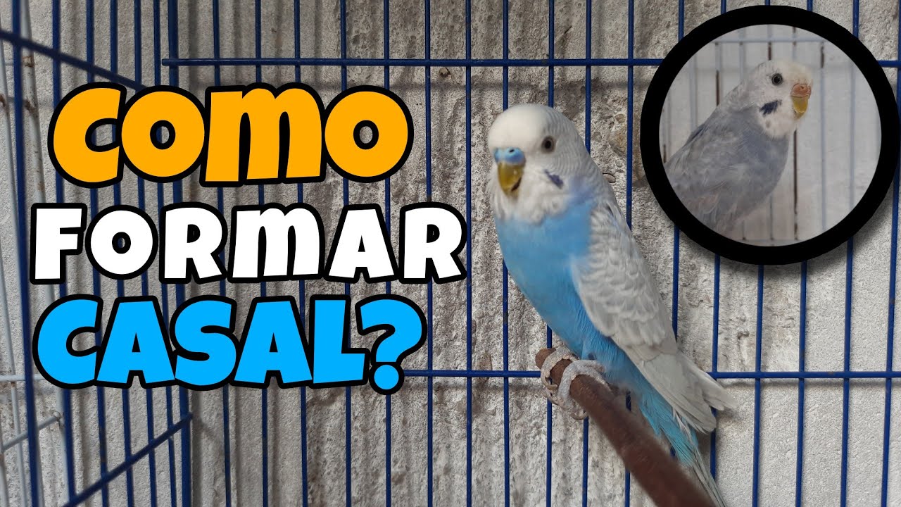 2. COMO FORMAR CASAL DE PERIQUITO AUSTRALIANO, COLOQUEI OS DOIS JUNTOS