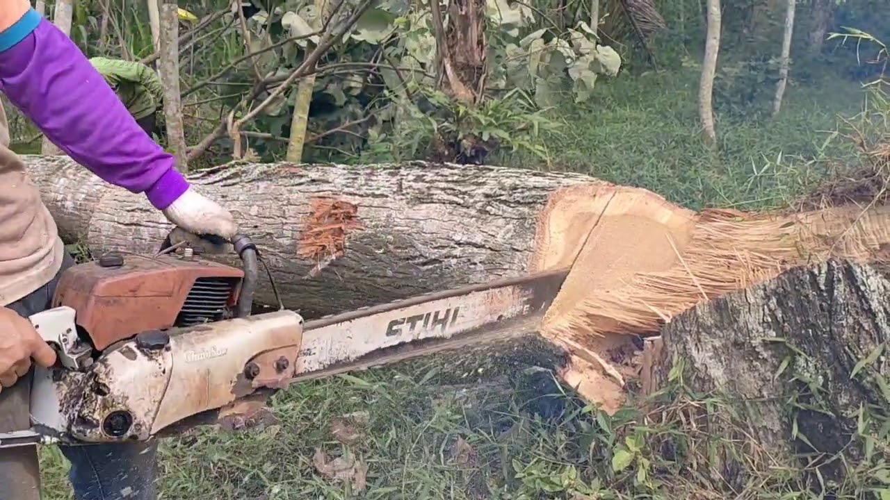 proses belah kayu waru pocok, ternyata galihnya mempunyai corak seperti kayu jati