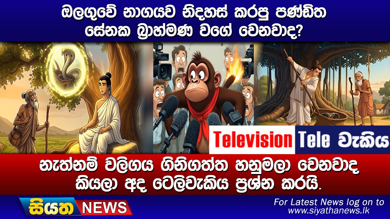 ඔලගුවේ නාගයව නිදහස් කරපු පණ්ඩිත සේනක බ්‍රාහ්මණ වගේ වෙනවාද? නැත්නම් වලිගය ගිනිගත්ත හනුමලා වෙනවාද