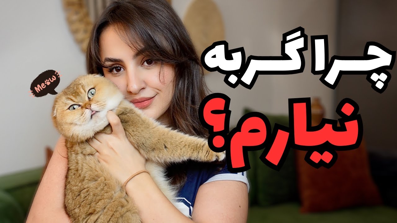 کاش قبل گربه آوردن می دونستم...