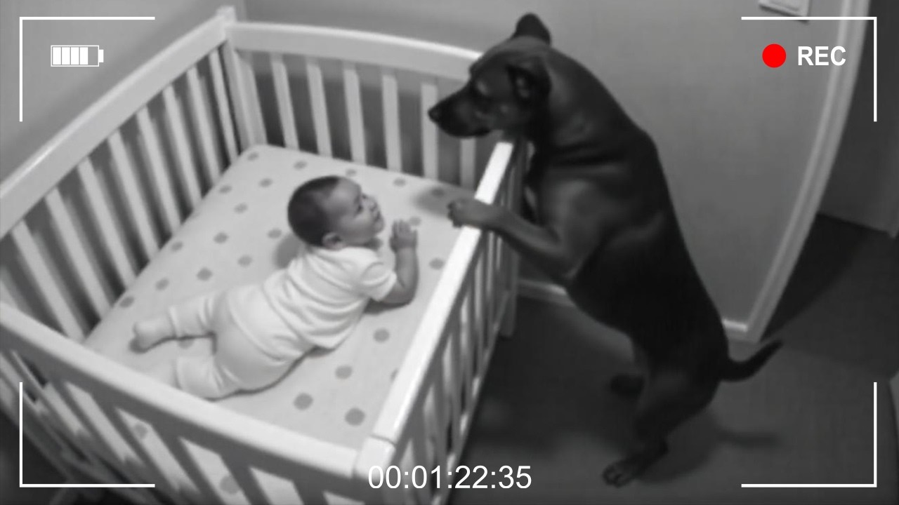 Secret Life of Pets Caught on Camera