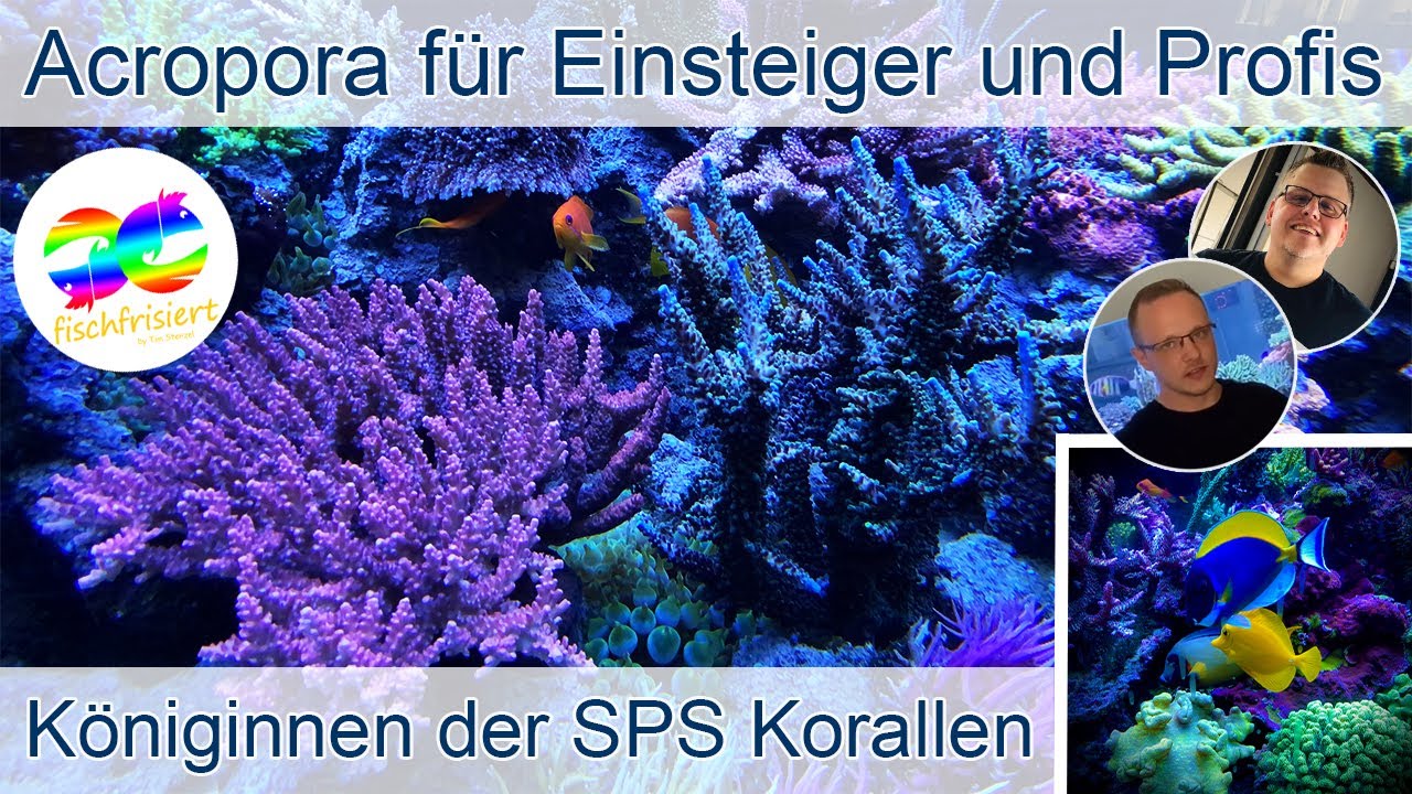 Die Königinnen der SPS - Korallen - Acroporen für Einsteiger