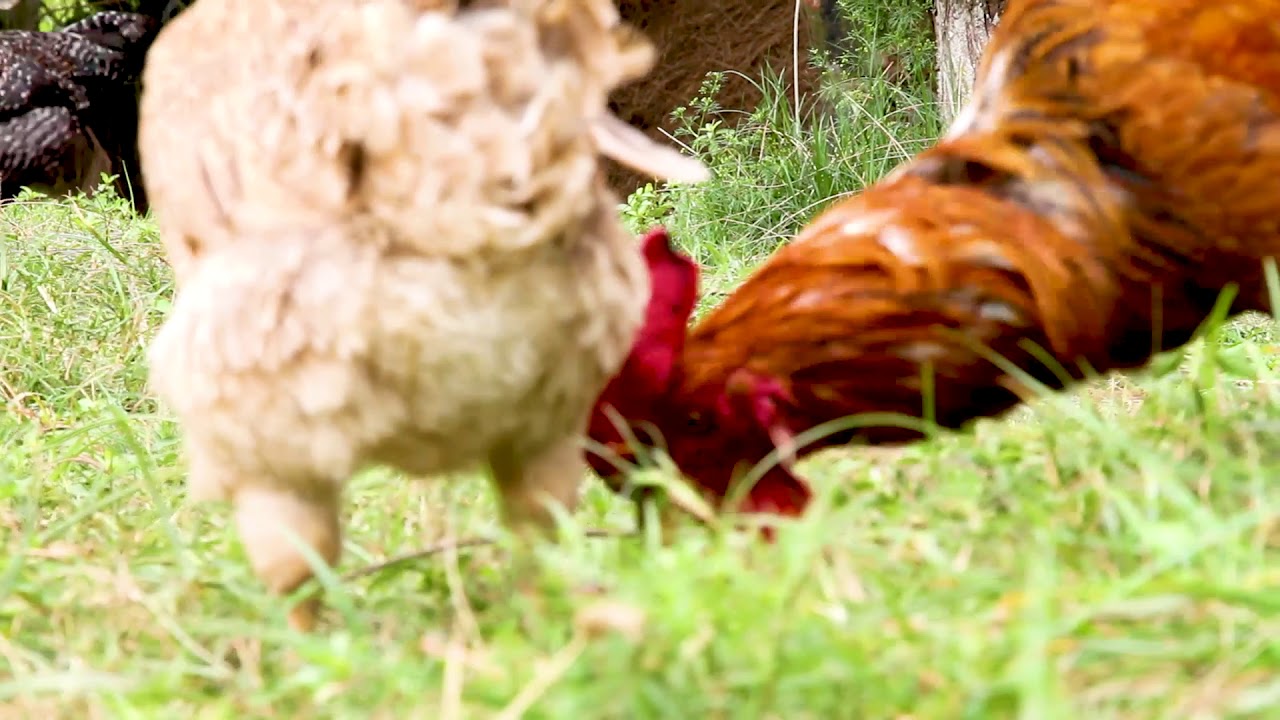 Johnson Mwakazi | Inspiration |Chicken story