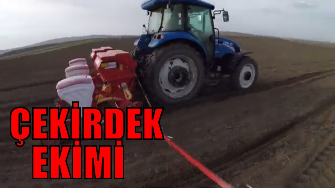 Kıraç tarlalara çerezlik çekirdek ekimi.