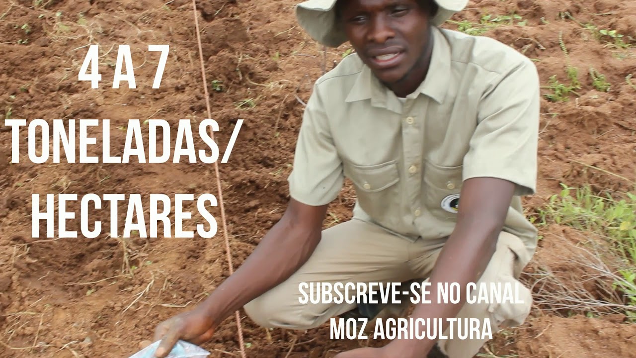 Produção de milho em Moçambique