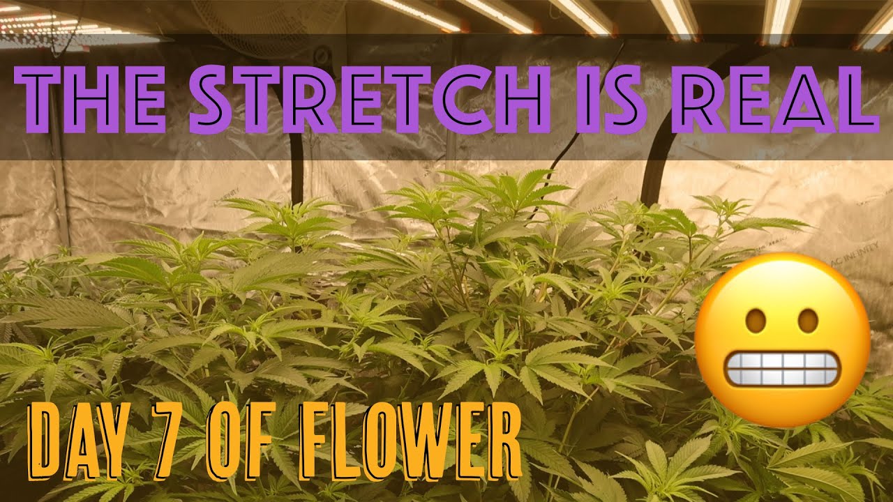 Day 7 Of Flower Update!