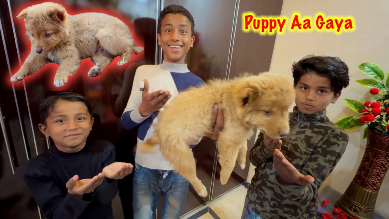 Puppy Aa Gaya 🐶