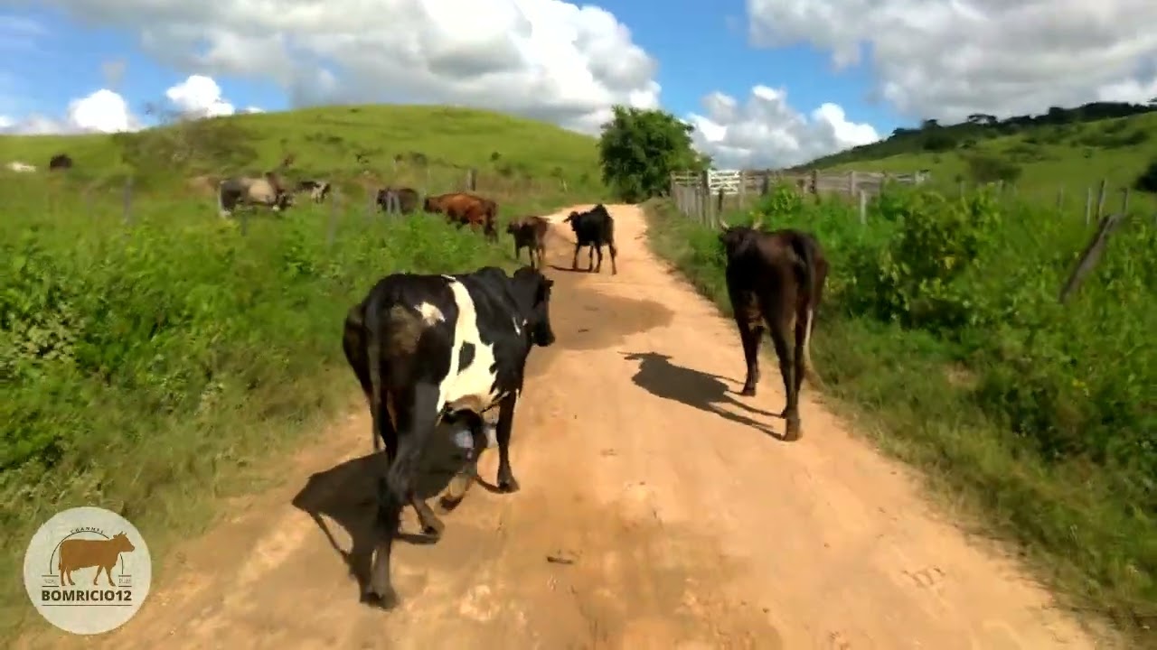 Levando as Vacas pro Pasto Após a Ordenha Manual pra Encher a Barriga de Capim e os Peitos de leite.