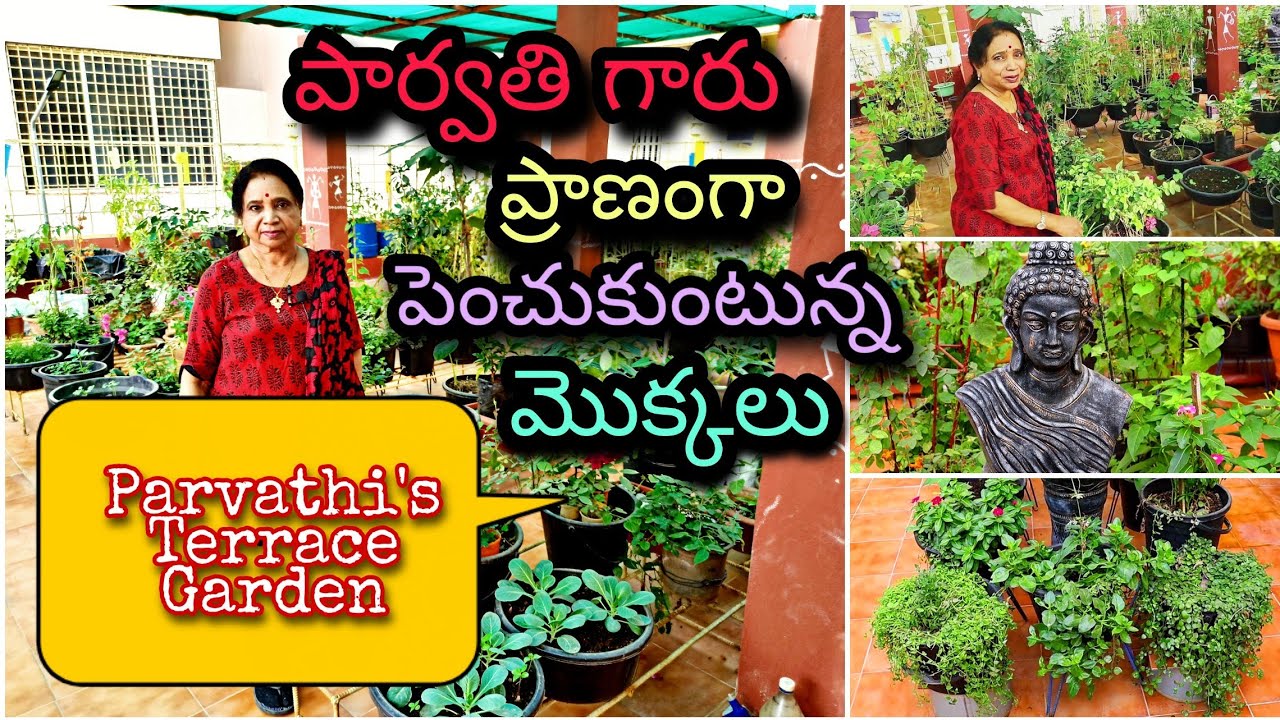 Parvathi's Terrace Garden ఎంతో ప్రశాంతంగా ఉన్న పార్వతి గారి మిద్దె తోట చూడాల్సిందే