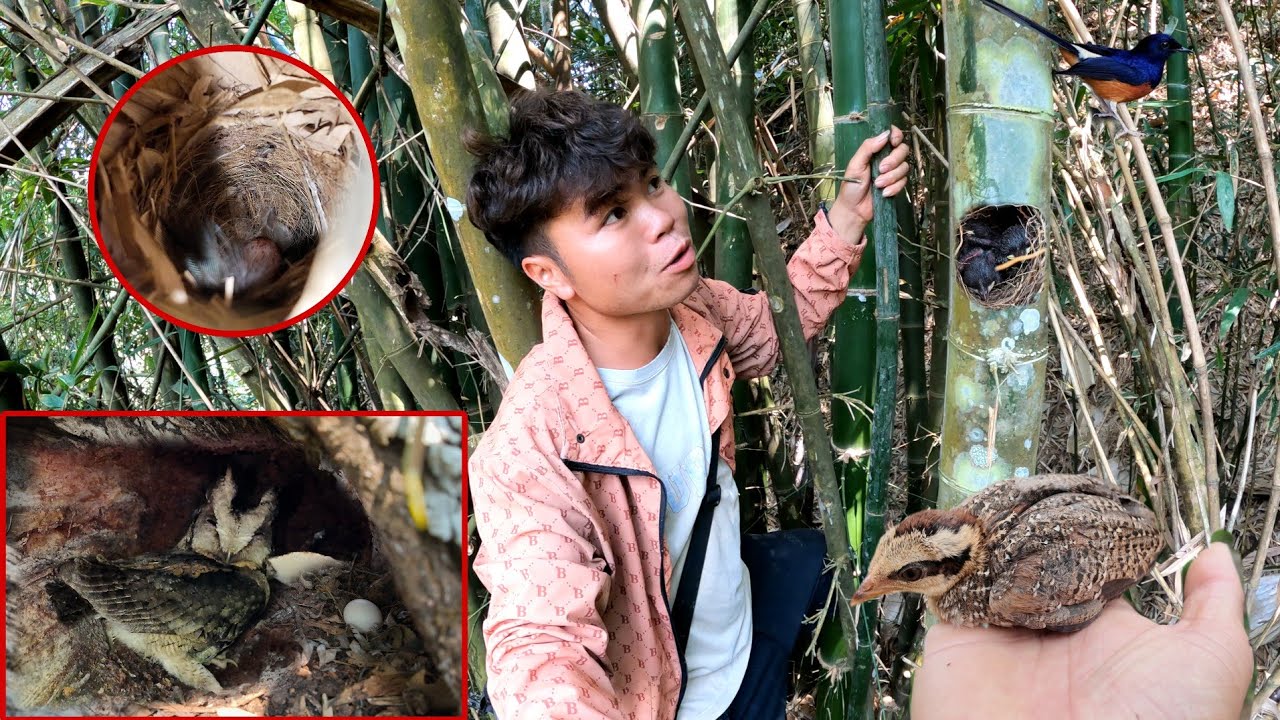 Tìm Tổ Chòe Lửa Than Phát Hiện Hàng Khủng | Dân Tộc Tây Bắc Tv