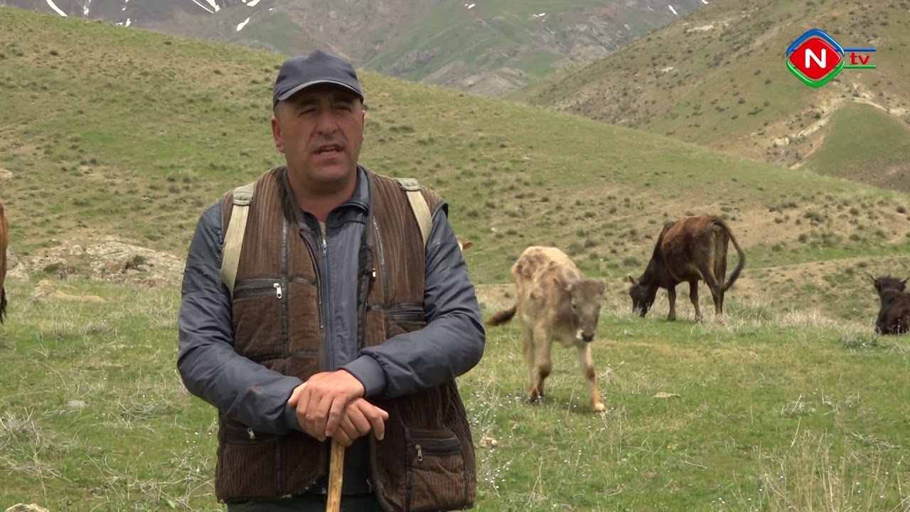 Zəhmətkeş verilişi-Ərəfsə kəndi