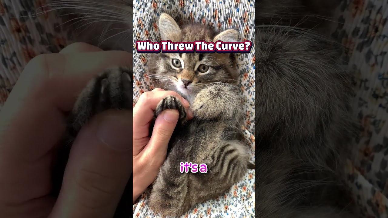 Butts Up, Trust Up: The Secret Feline Signal #CatLove #FelineTrust #CheekyCats #cat #cats #kitten
