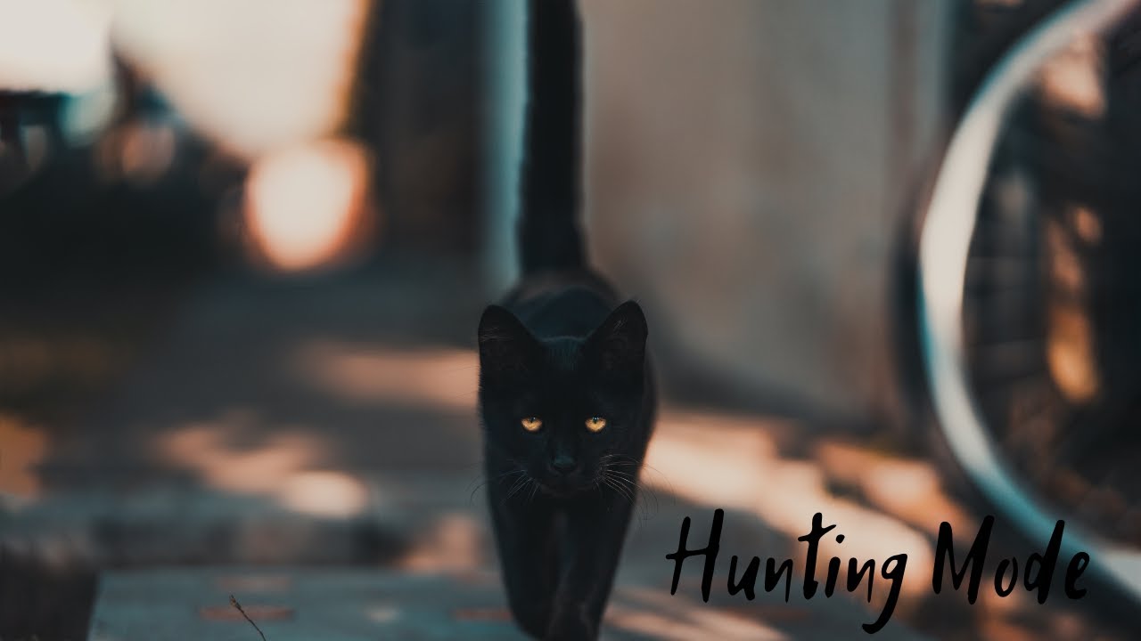 Hunting Mode 🐈😎