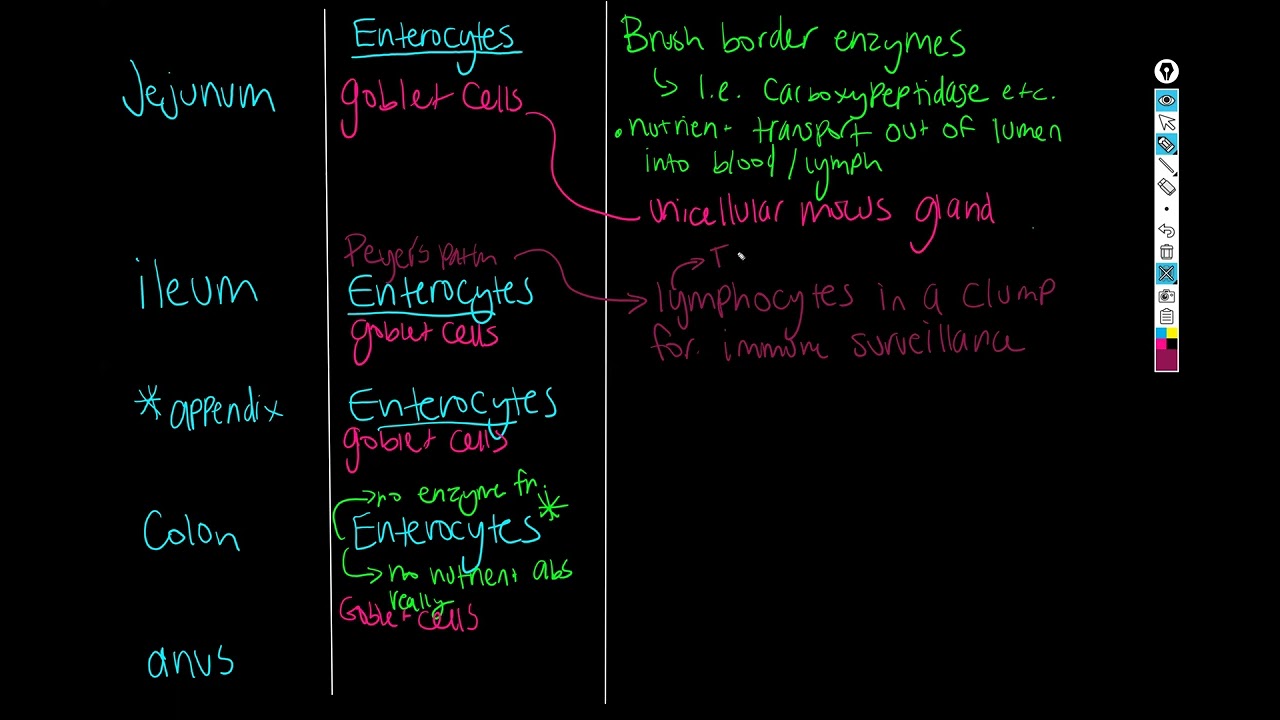 Accessory digestive organ cell types (digestive cells part 2)