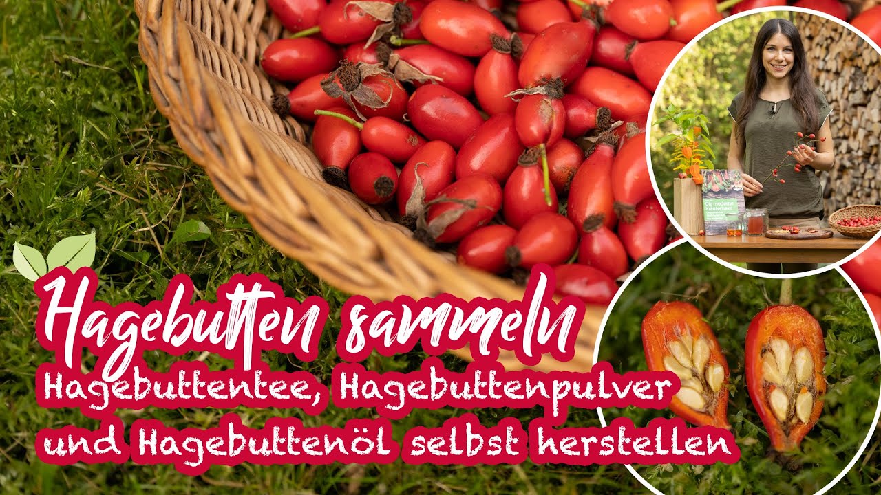 Hagebutten - heimischer Vitamin C Lieferant | Hagebuttentee, Hagebuttenpulver und Hagebuttenöl