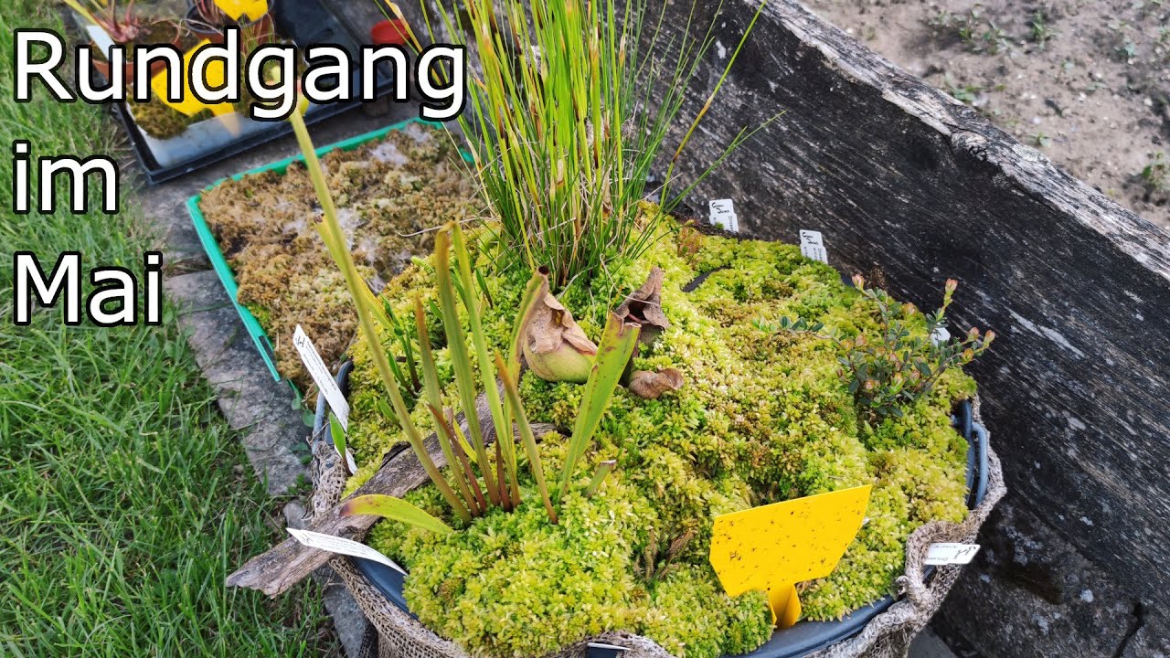 #45 Gartenrundgang im Mai