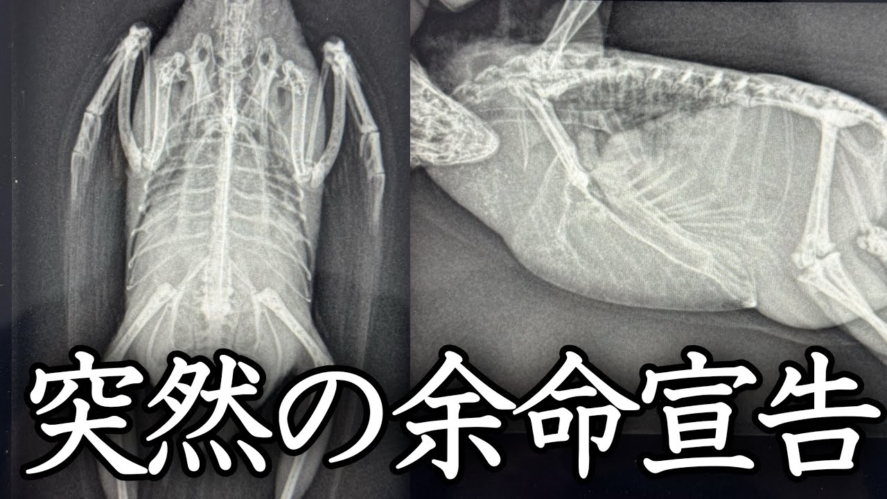 おもちの病気と余命宣告についてお話しします【サザナミインコ】