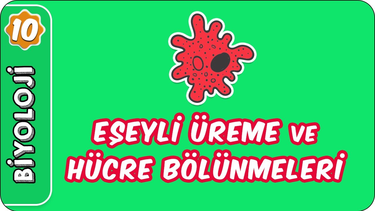 Eşeyli Üreme ve Hücre Bölünmeleri Soru Çözümü | 10.Sınıf Biyoloji