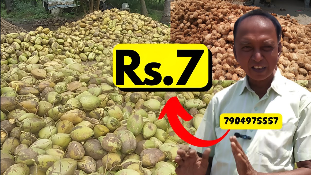 Coconut wholesale market in Tamilnadu | Coconut business in tamil #coconut one 100 projects
