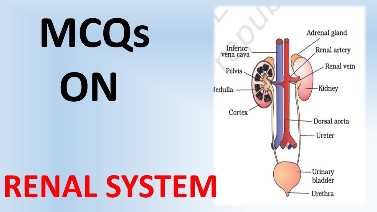 MCQs On Renal System