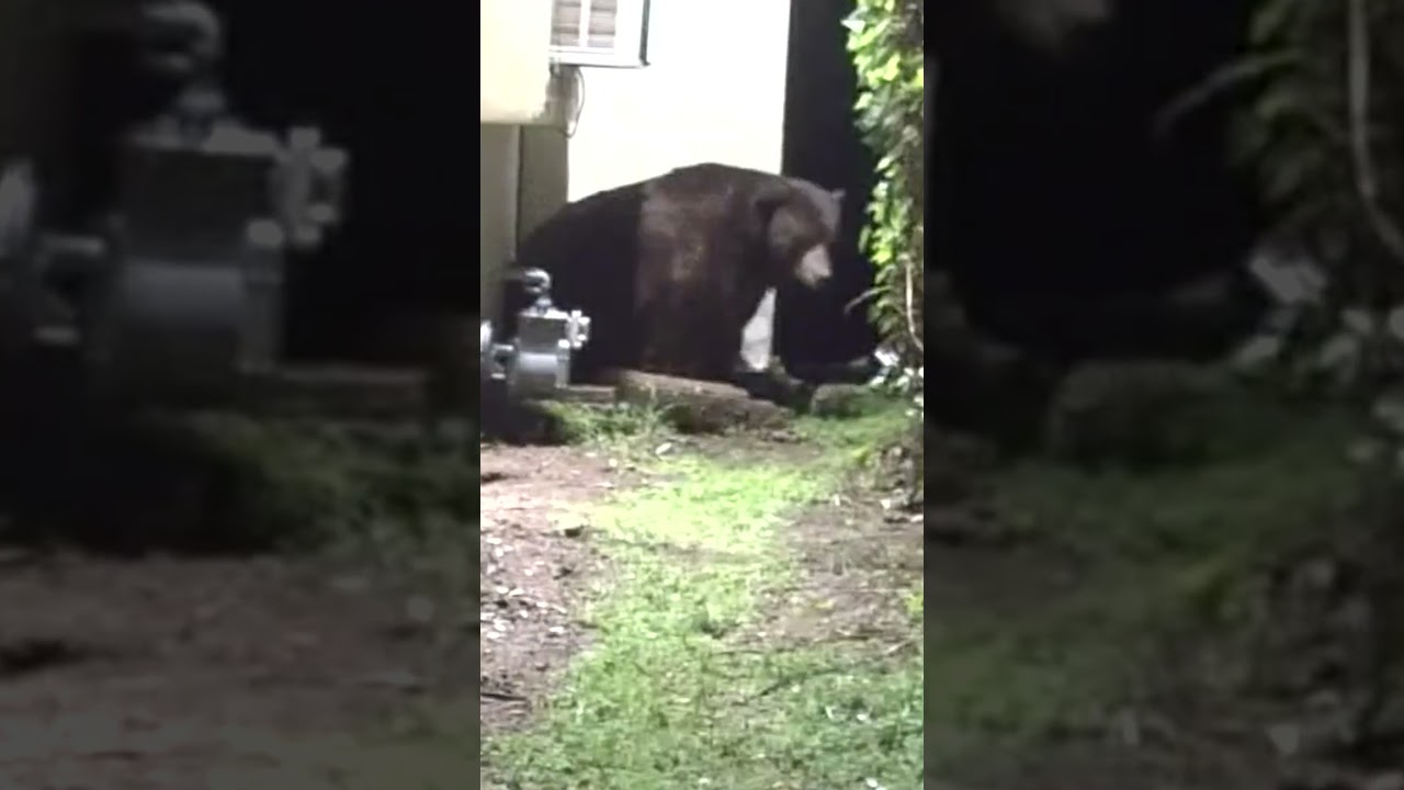Bear under California house makes Christmas appearance 