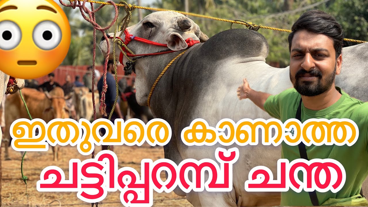 വമ്പൻ പോത്തുകളുടെ ചട്ടിപ്പറമ്പ് ചന്ത 😳