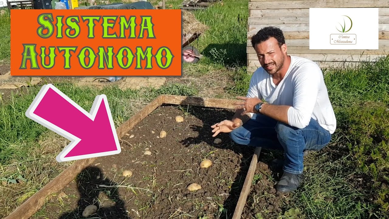 Patate senza Scavare