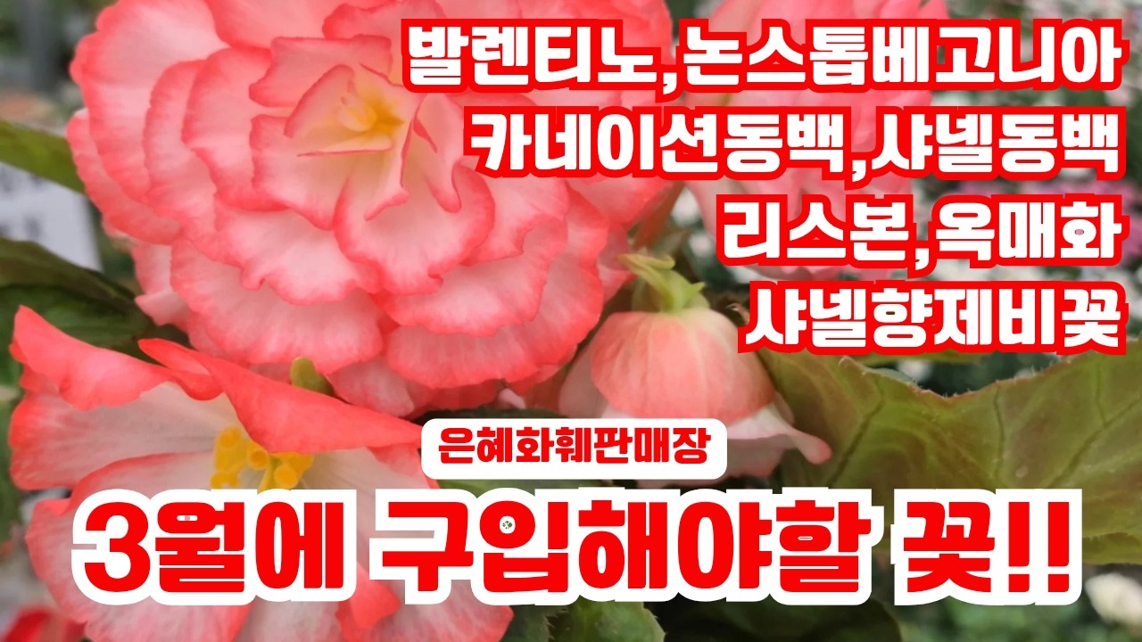 은혜화훼판매장🌳전화주문 ☎010 26514421#리스본#샤넬향제비꽃#옥매화#발렌티노베고니아,장미베고니아,논스톱베고니아,글로리아베고니아#샤넬동백,겹동백,카네이션동백#미인매화#고사리🌳