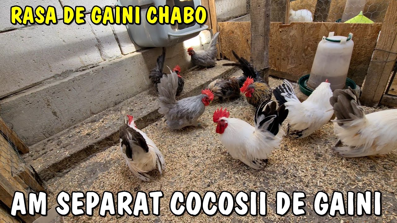Viața la țară ❗Am separat cocoșii de găini la tineretul de Chabo❤ câți  cocoși sunt?