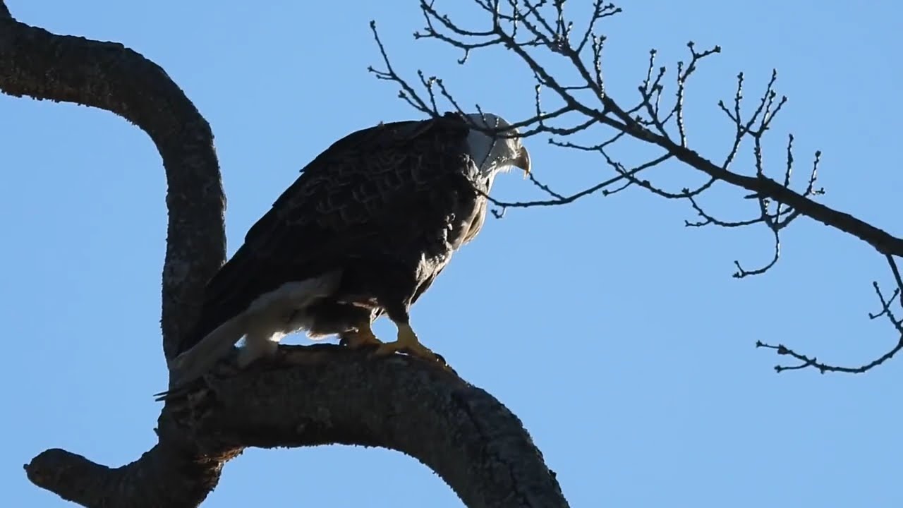 Wind roaring, talons ready&mdash;#BaldEagle power on display. #Birds #Eagles #Wildlife #BirdOfPrey