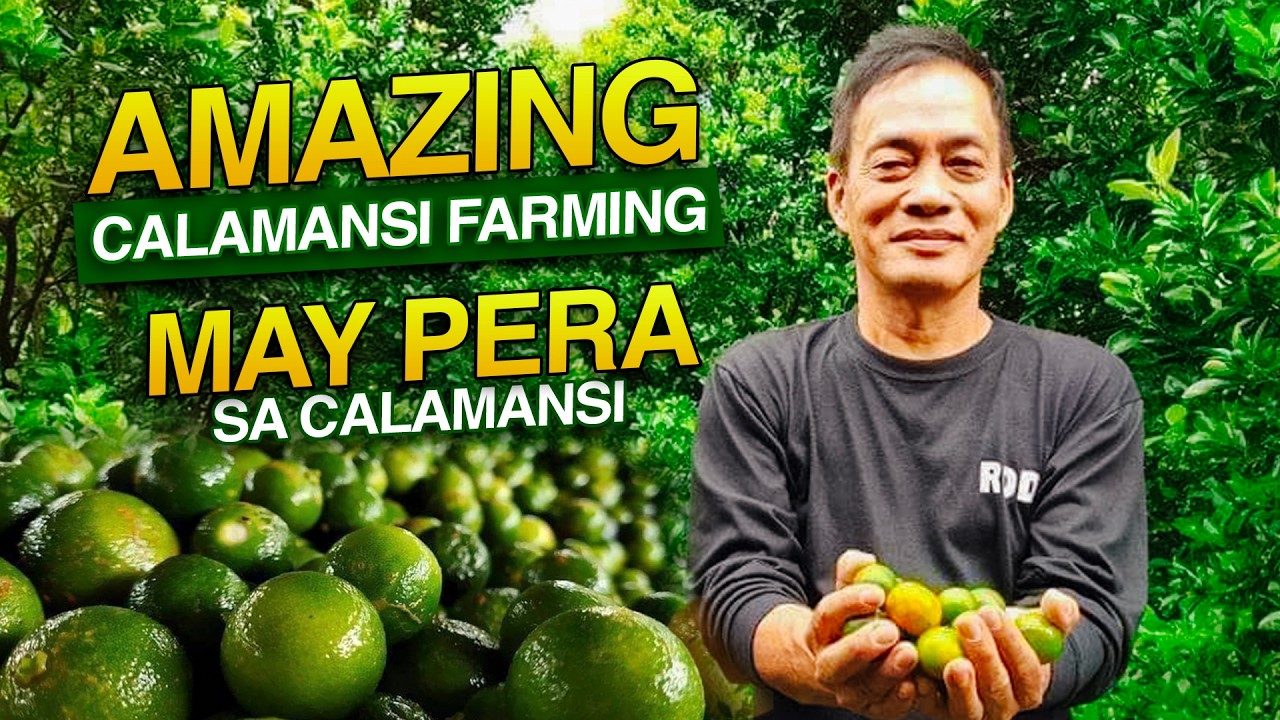 AMAZING CALAMANSI FARMING | MAY PERA SA CALAMANSI: A SUCCESS STORY OF MR. RODRIGO MERCADO