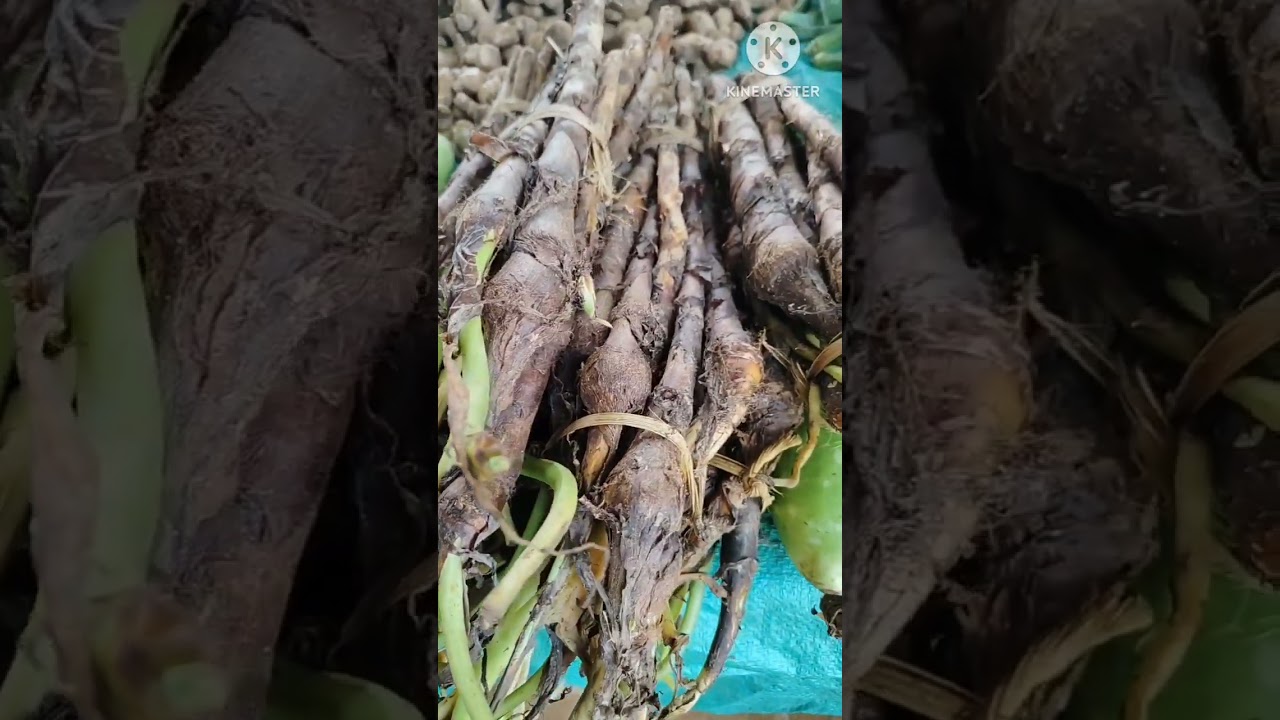 pahadi gaderi farming in india the called fresh taro vegetable