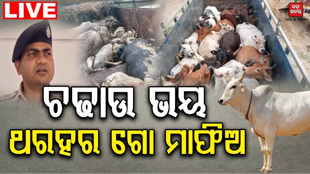 🔴 LIVE || ଚଢାଉ ଭୟ, ଥରହର ଗୋମାଫିଆ || BADA KHABAR TV
