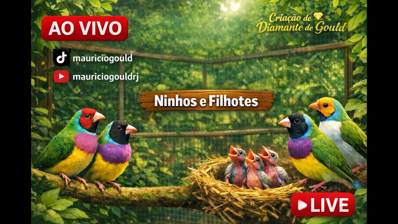 AO VIVO DO VIVEIRO