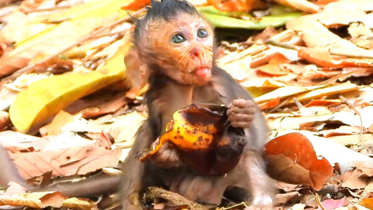 Lovely Gorgeous baby , Sterling Enjoys His Fruit While Mom Scarlet Moves On