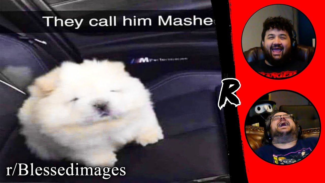 r/Blessedimages | pat that dog - @EmKay | RENEGADES REACT