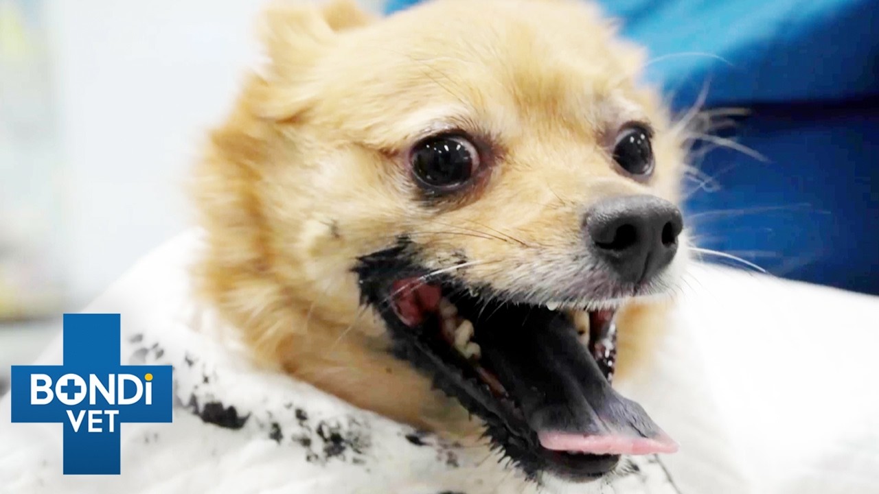 Bizarre Cases In The Clinic 🤨 | Best of Bondi Vet