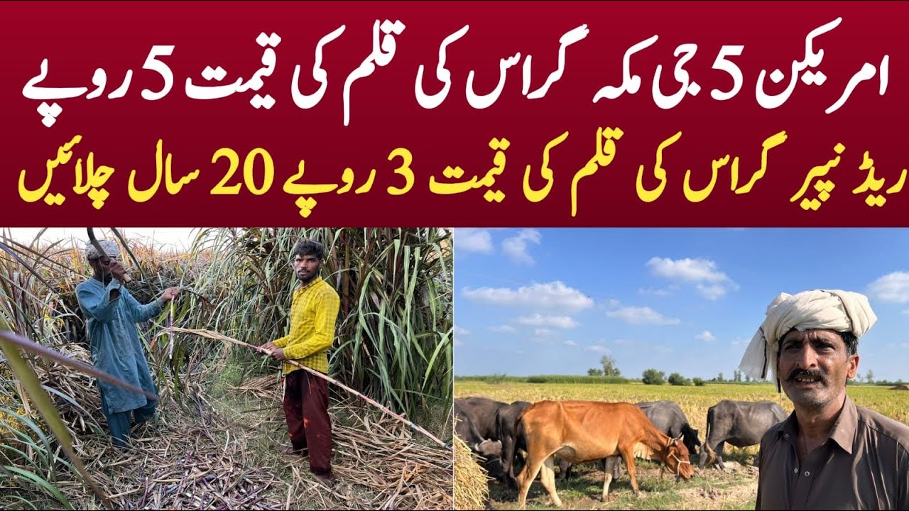 American 5G Maka Grass | Red Napier grass seed in Pakistan | By Asim Faiz