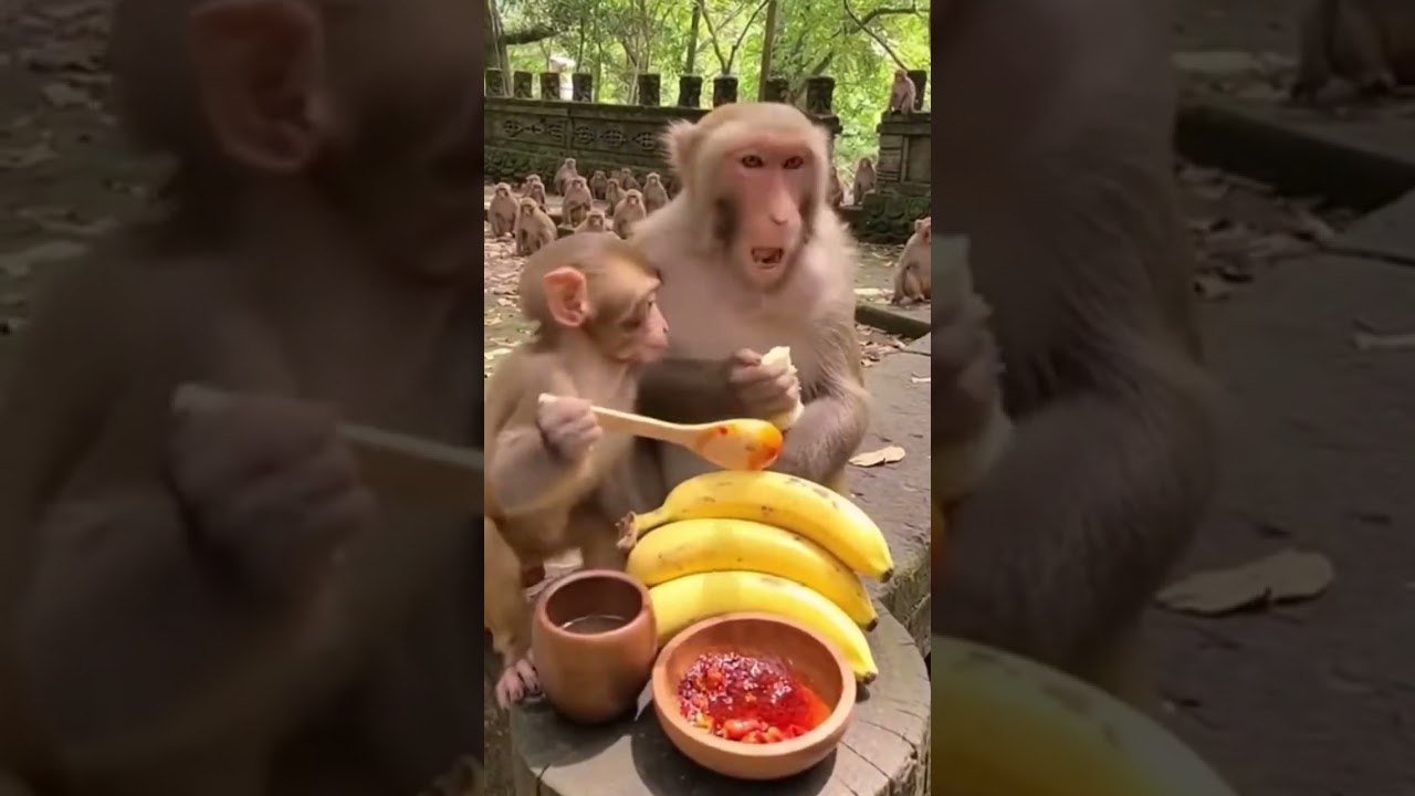 Heat Hits Hard &ndash; Monkey Shocked! #HeatHit #MonkeyVideo #HotPepperTest #WildMoment