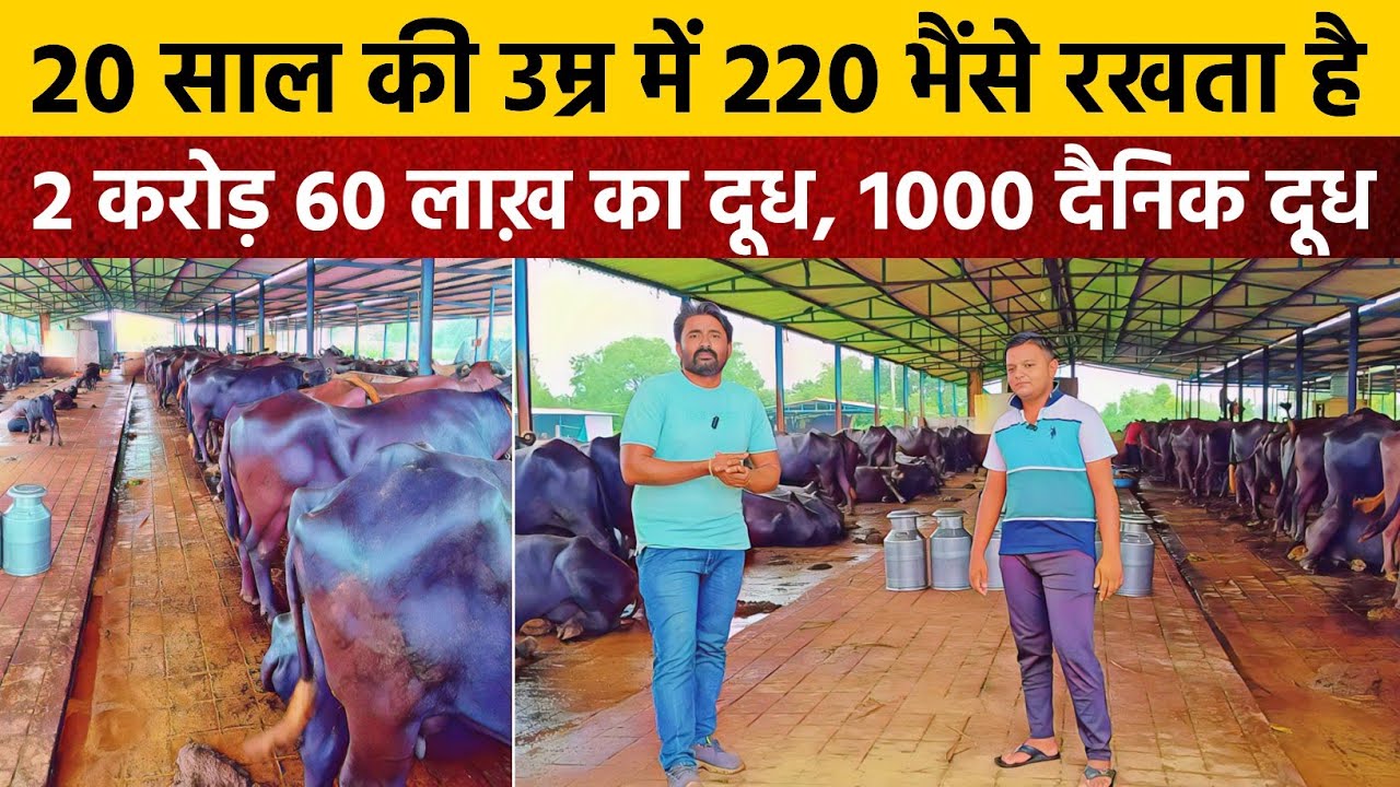 20 साल का युवाने 2 करोड़ 60 लाख़ का दूध व्यवसाय किया. Buffalo Farm in Banaskantha.